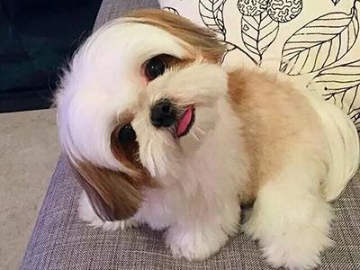 各种犬类名字大全,犬类图片大全