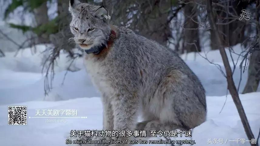我打赌，这部「三级片」让你从此走上喵生巅峰！