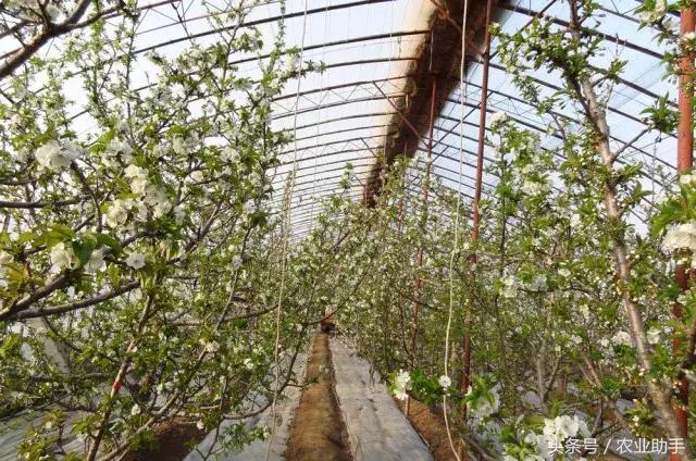 温室大樱桃栽培技术完全版,弗里斯克大樱桃温室栽培缺点