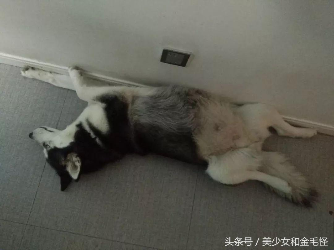 母犬需要注意的问题:难产,如何正确认识、预防和治疗难产呢?