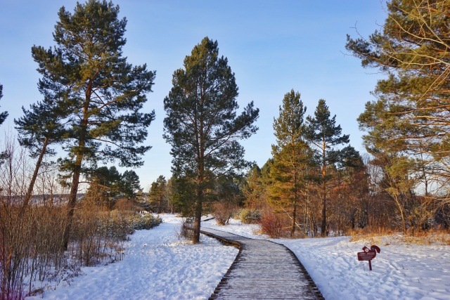 「新年目的地推荐一」金鸡之巅，边境梦雪，一路向北