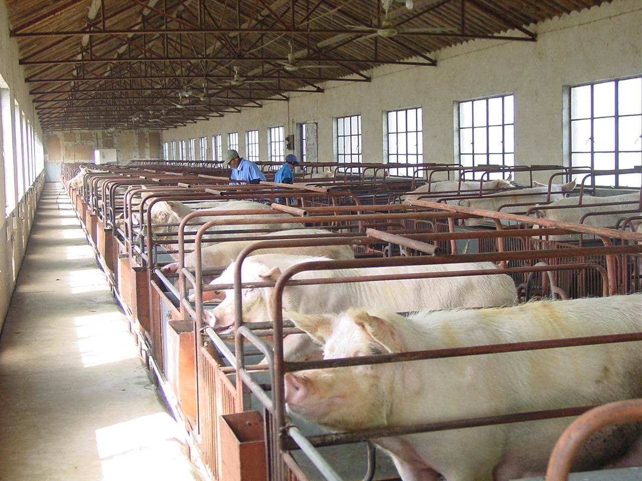 猪得了口蹄疫怎么治,猪得了口蹄疫应该怎么防御