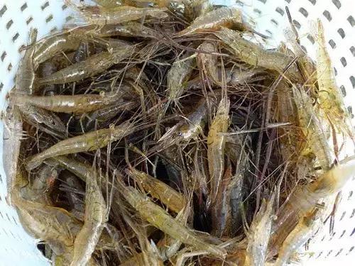 农村乡下水里的这些野货，你小时候有没有捉过？觉得好吃吗？