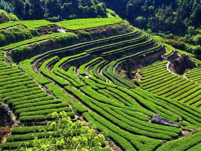 十大品牌茉莉茶叶排行榜,福建茶叶品牌十大名茶