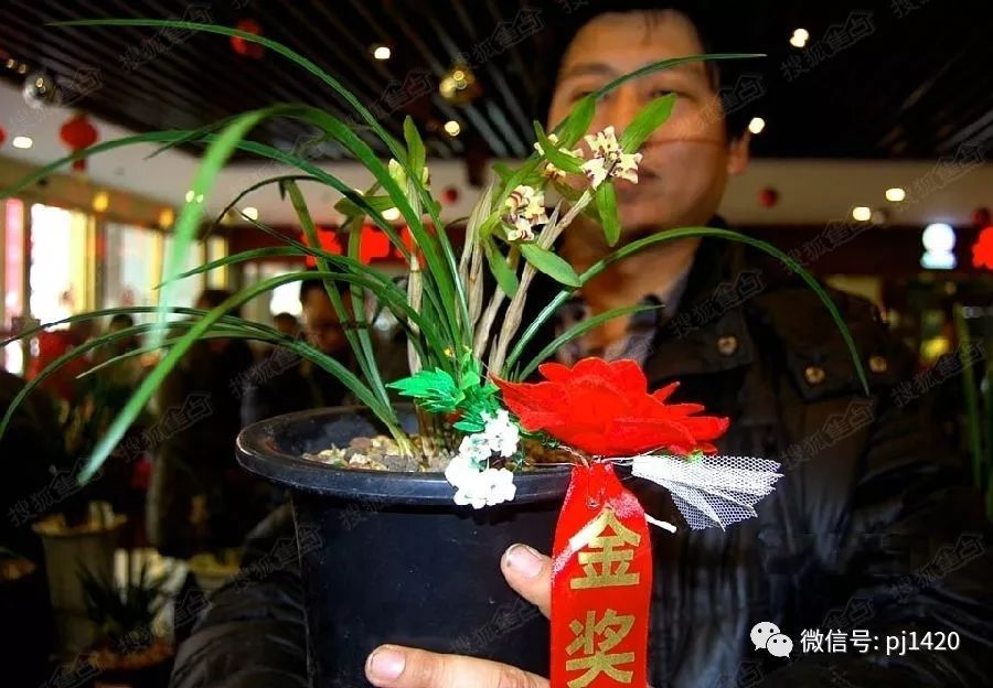 最名贵的兰花多少钱一棵,名贵的兰花多少钱一株