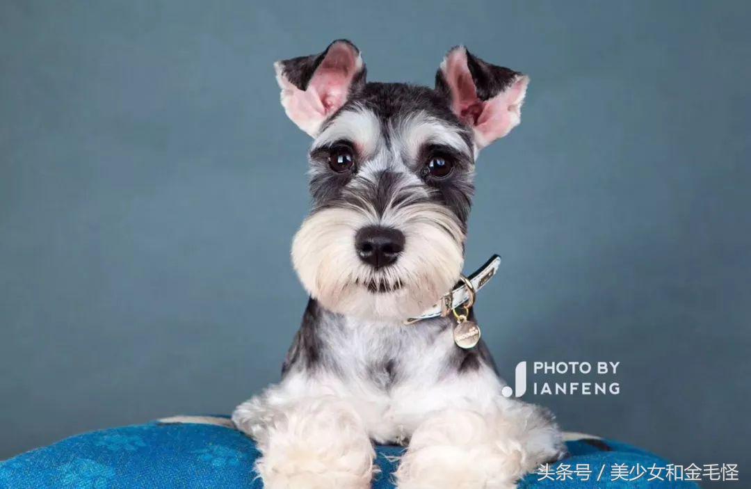 养狗人请注意,养狗人要经过学习持证养狗