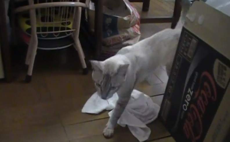 这位猫奴真是令人羡慕嫉妒恨，因为他家猫咪会用抺布地擦地板