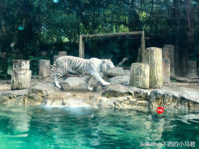 长隆野生动物园3天2晚亲子游,广州长隆野生动物园亲子游攻略