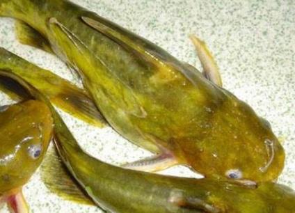 农村河里的这些小野味，你吃过吗？个个是绝品，超好吃！