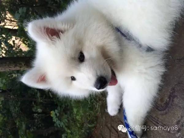 关于萨摩耶可爱的照片,萨摩耶有胎毛吗