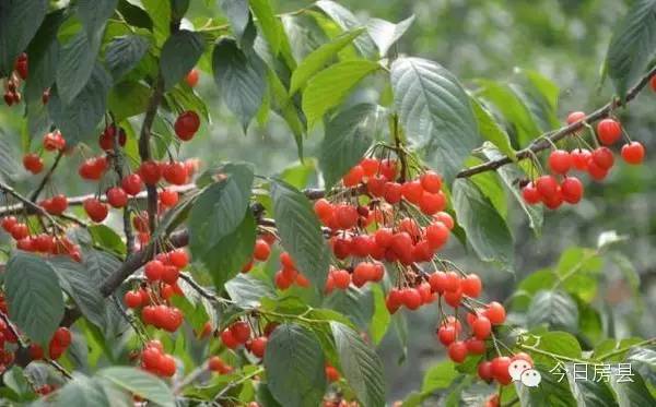 元旦房县一日游全攻略,春节去房县自驾游