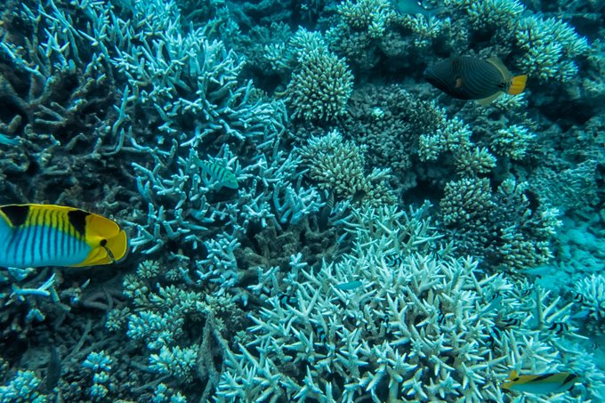 马尔代夫蓝色美人蕉岛,马尔代夫蓝色美人蕉旅游攻略