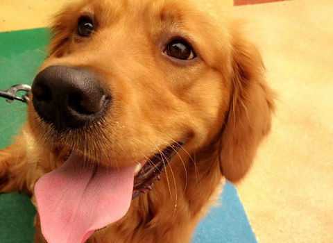 金毛喜欢咬鞋怎样制止,金毛喜欢咬床怎么解决