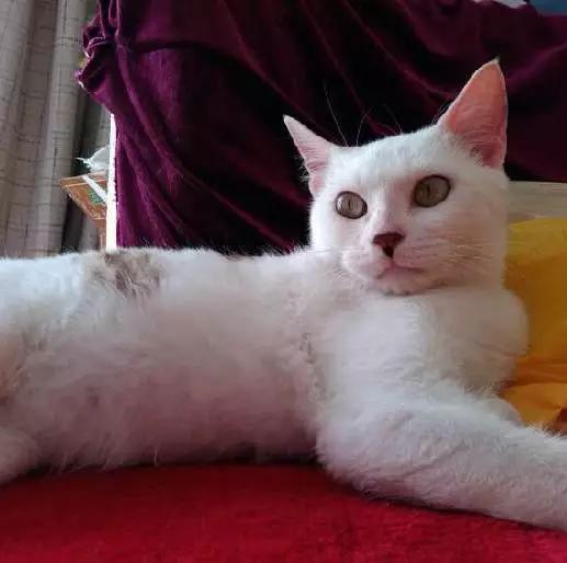 2021年上海领养狗狗,上海领养小动物的地方