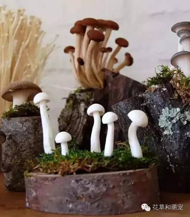 怎么在家里简单一点的种蘑菇,城里人想种菜怎么种