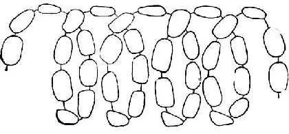 淀粉有什么隐藏用法,淀粉的小常识有什么