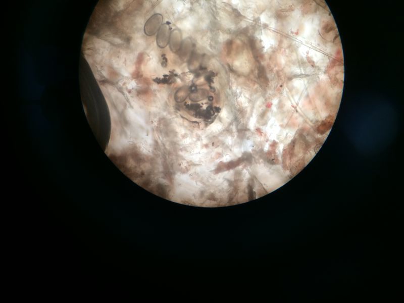 宠物医生如何预防狂犬病,宠物猫狗在什么环境下会得皮肤病