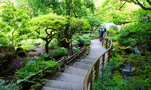 寓意着健康长寿的家养绿植,寓意吉祥富贵的室内绿植