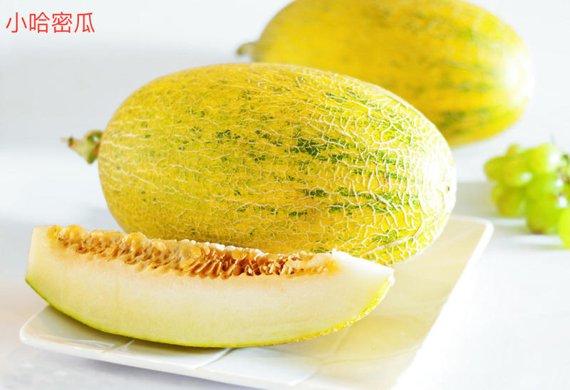 甜瓜品种类型介绍,甜瓜品种分布