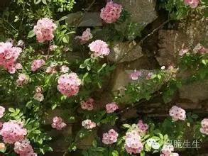 她带孩子去找有了外遇的老公,却被他的冷漠刺伤,贤妻也有傲骨