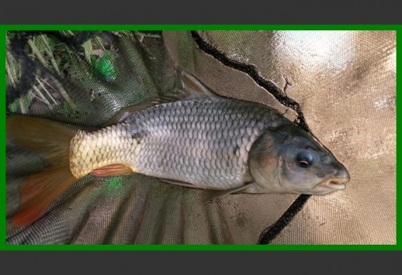 閲庨挀鐑х儰缁濅匠鐮佸ご,鎺ㄨ崘閽撻奔鐑х儰