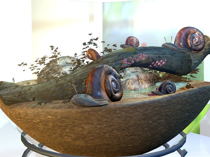 在家养蜗牛怎么养,如何养白玉蜗牛宠物