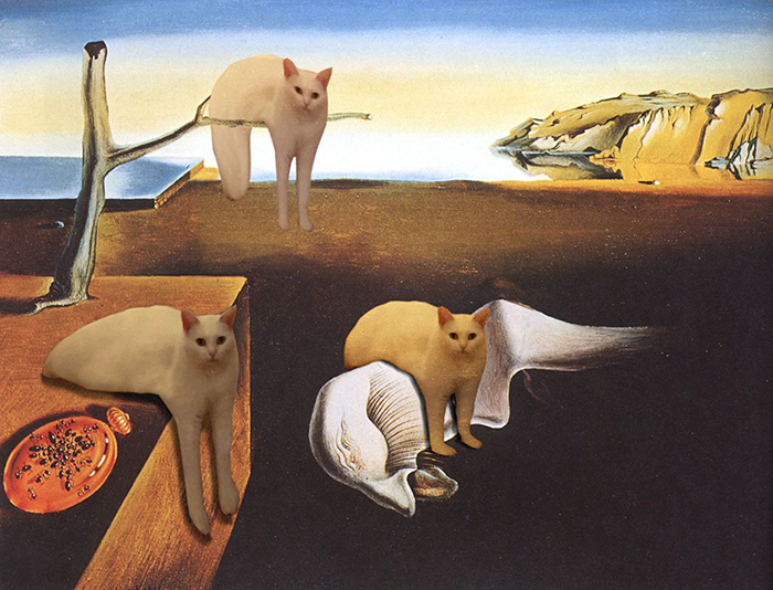 喵星人下楼梯魔性瞬间,被恶搞的喵星人