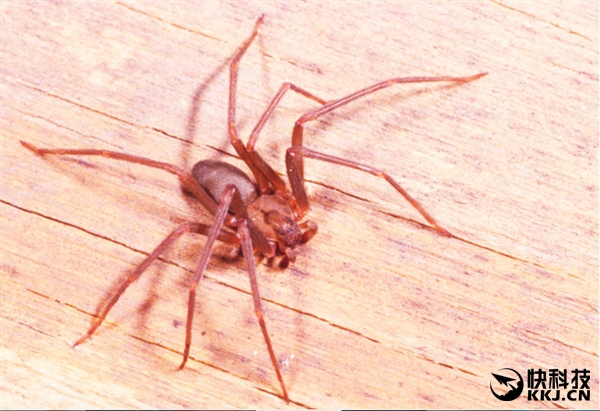 地球上最毒的15种动物,世界上最毒的动物排行