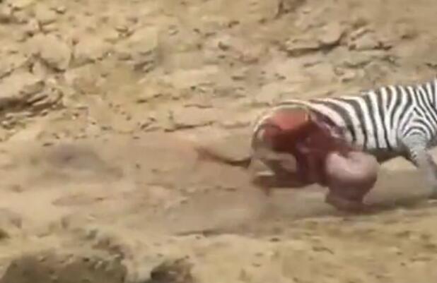 鳄鱼咬破蟒蛇的肚子,斑马被鳄鱼狠咬肚子后逃脱