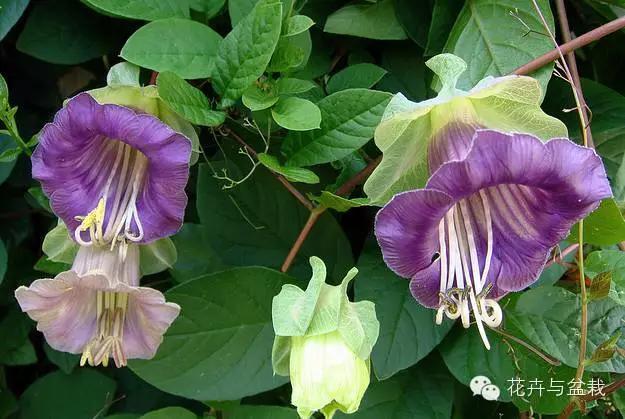 爬墙的花哪个爬得最快,爬墙很厉害的花卉