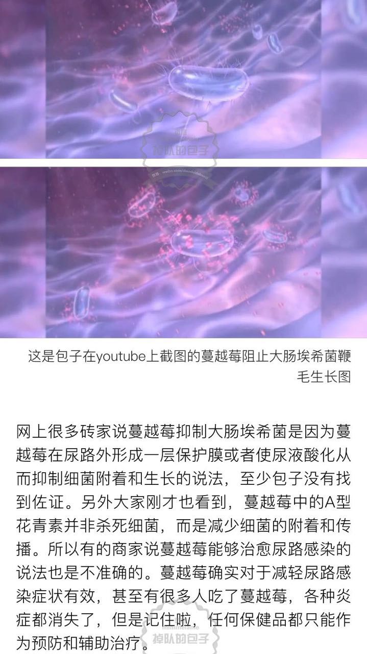 北美的红宝石蔓越莓,蔓越莓北美红宝石