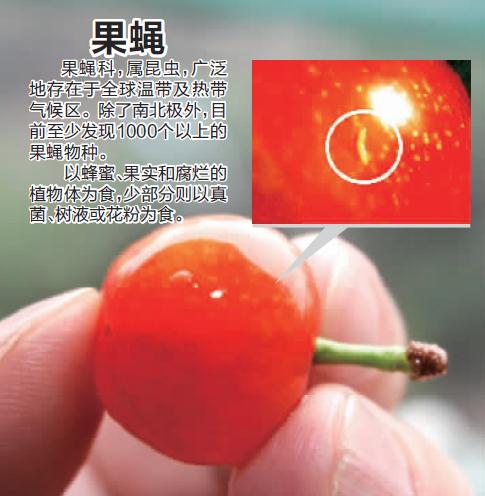 樱桃里有小虫子吃到肚子里怎么办,樱桃切开里面的小虫子