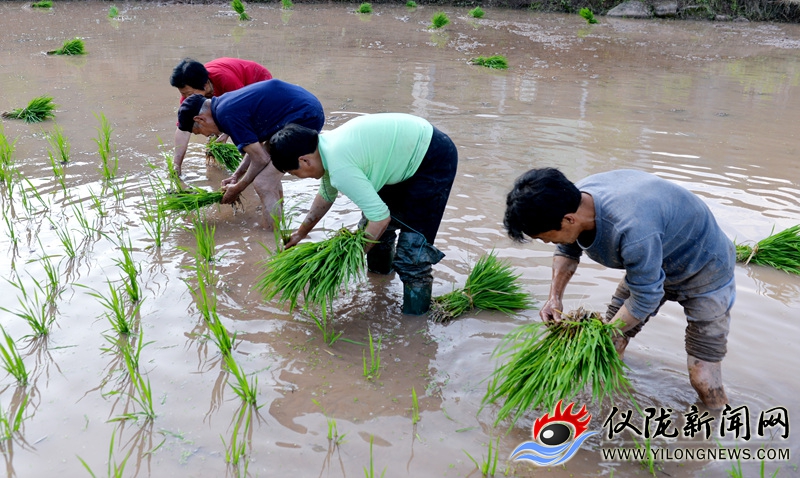 立夏栽秧好还是小满栽秧好,立夏小满正栽秧完整视频