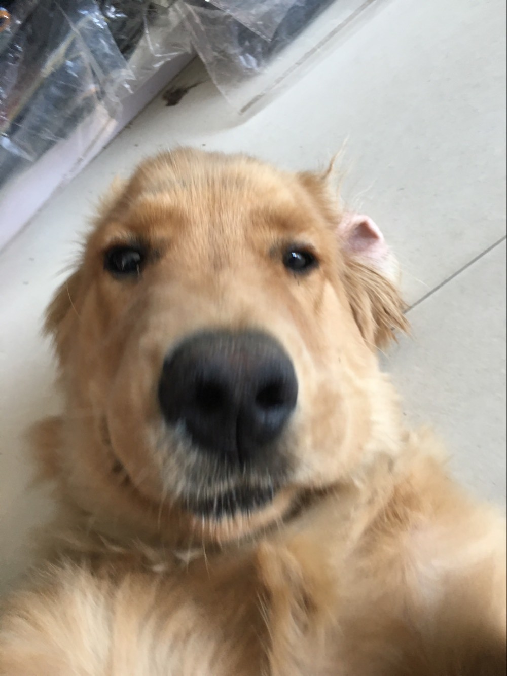 如果把金毛吃进去了会怎么样,金毛在家里偷吃