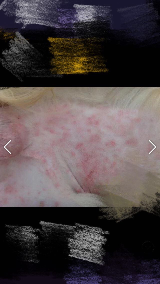 宠物医生如何预防狂犬病,宠物猫狗在什么环境下会得皮肤病