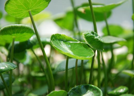 寓意着健康长寿的家养绿植,寓意吉祥富贵的室内绿植