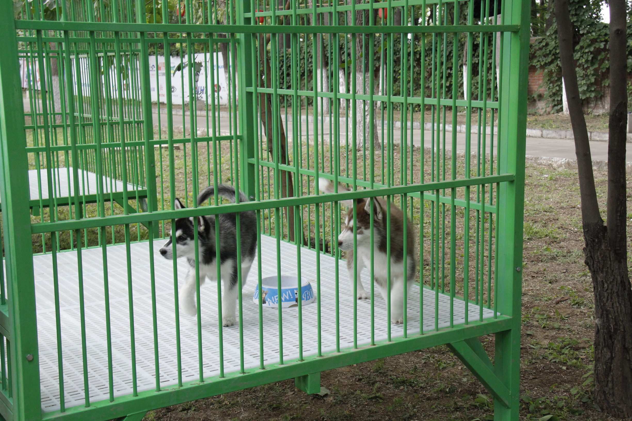 simon说狗：京北唯一纯种犬狗狗集市开业见闻