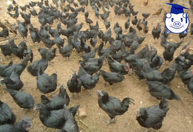 养殖致富项目养猪,最赚钱的养殖业适合穷人养殖创业