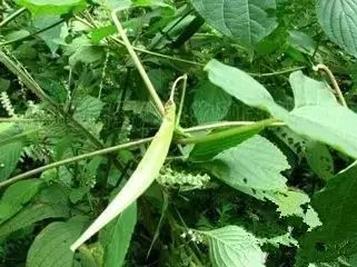 新疆南疆野生动物图片,南疆常见绿化植物