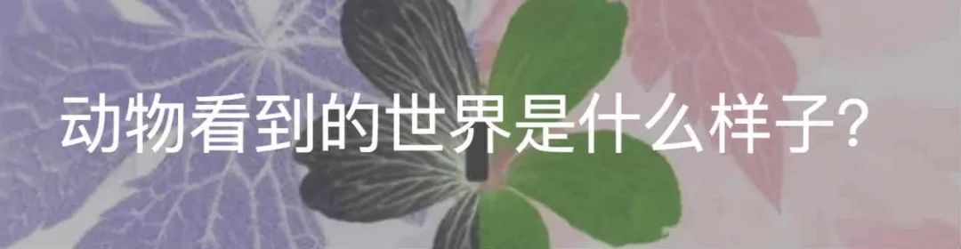 颜色是一种假象,颜色本身是一种幻觉