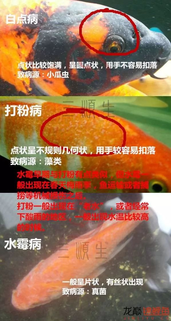 养鱼预防大于治疗,养鱼病怎么治