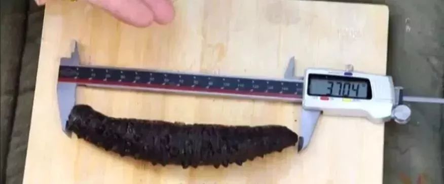 十块钱吃海鲜,吃海参的秘密