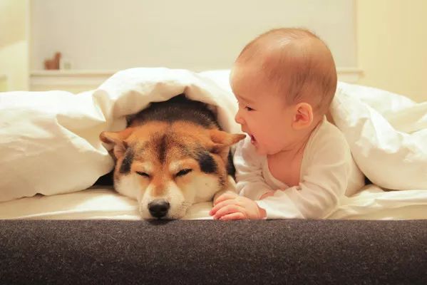 毕竟爱狗｜哈哈哈哈哈哈……听说你们要买狗年单品？我就真的不拦了！