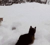 雪下得那么深那么认真下句怎么接,雪下得那么深那么认真全部歌词