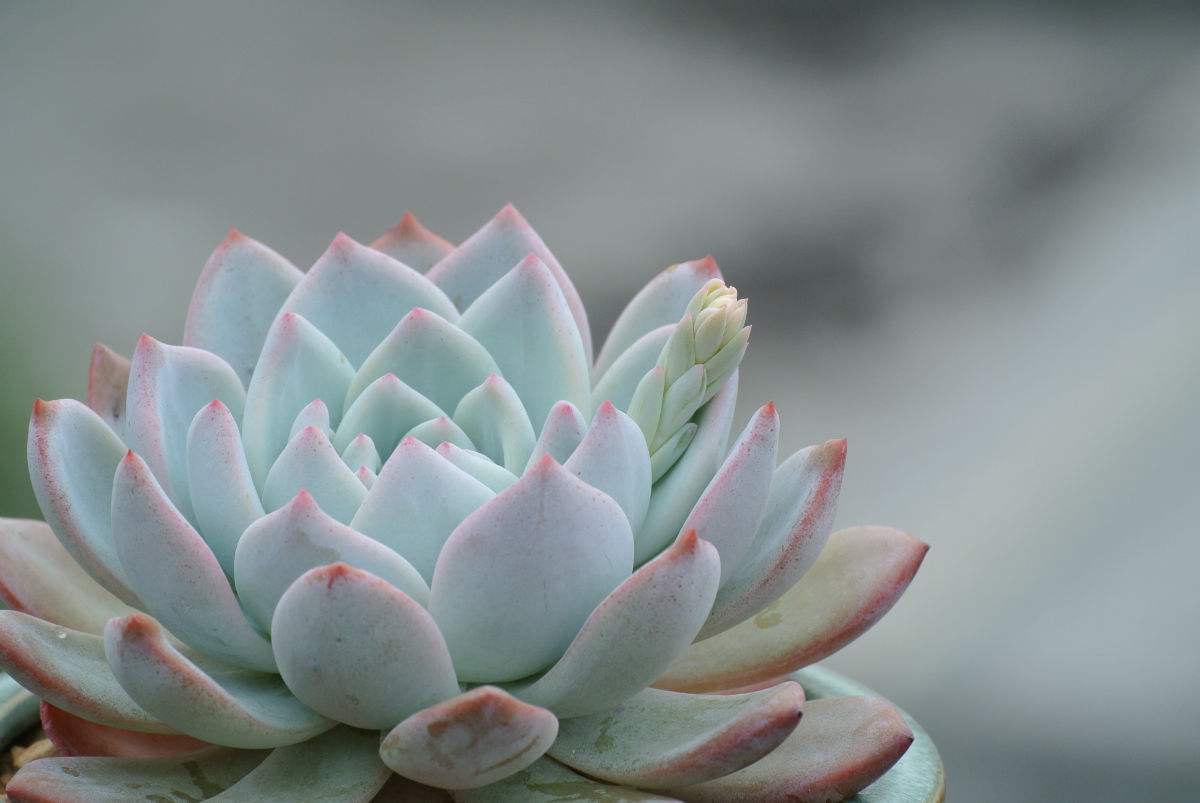 划划手机养养眼，让多肉美拍缓解你的疲劳，静下来明天再出发！