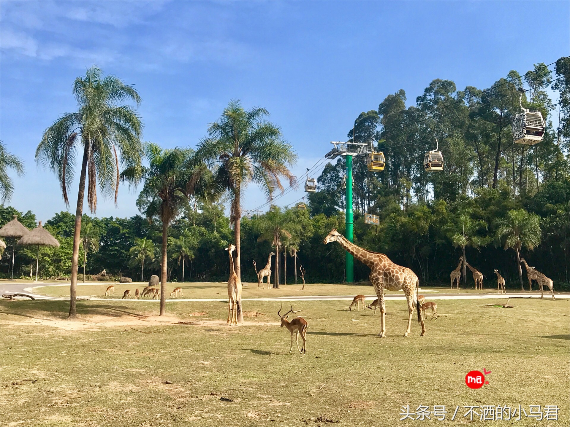 长隆野生动物园3天2晚亲子游,广州长隆野生动物园亲子游攻略