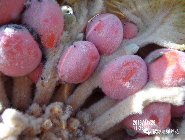 不用种子种的小盆栽简单教程,简单种子盆栽