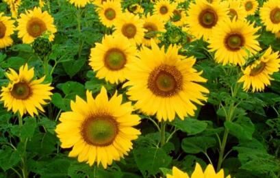 情人节999朵玫瑰大概多少钱临颍,情人节送白色玫瑰花的寓意