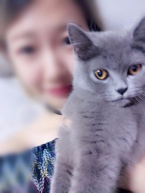 治疗猫癣过程注意什么,猫咪预防猫癣用什么药比较好