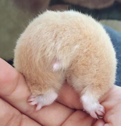 关于仓鼠最可爱的照片大全,仓鼠图片大全可爱萌图